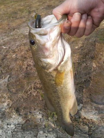 bass fishing-090614-04