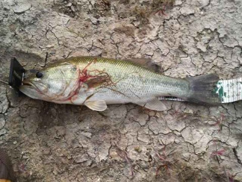 bass fishing-090614-09