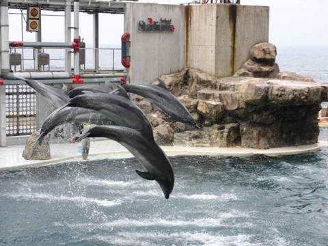 kinosaki sea zoo 02