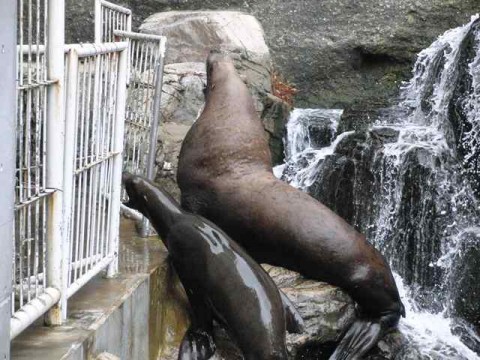 kinosaki sea zoo 03